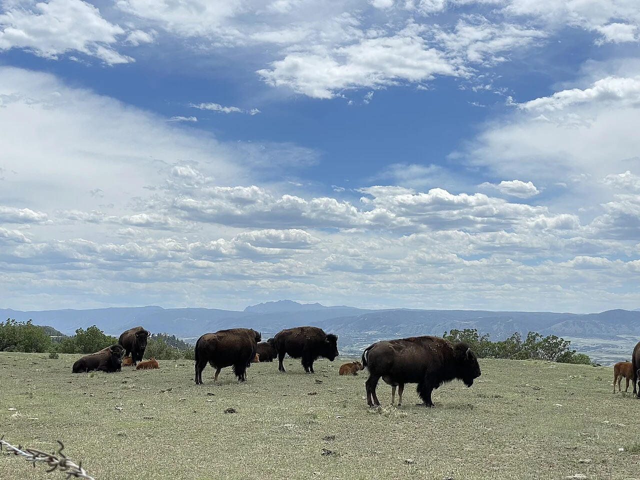 Bison grazing in Daniels Park in Douglas County, Colorado.
