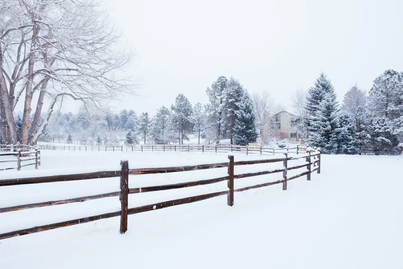 Snow-covered trees and a rail fence in Cherry Hills Village, Colorado