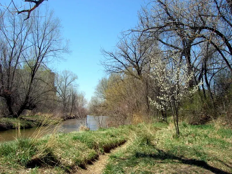 Trees along Cherry Creek near Cherry Street in Glendale Colorado